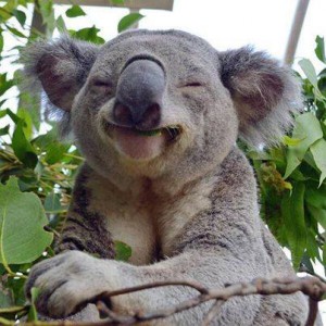 Koalas Love eating Gold in Eucalyptus leaves Koalas Love eating Gold in Eucalyptus leaves