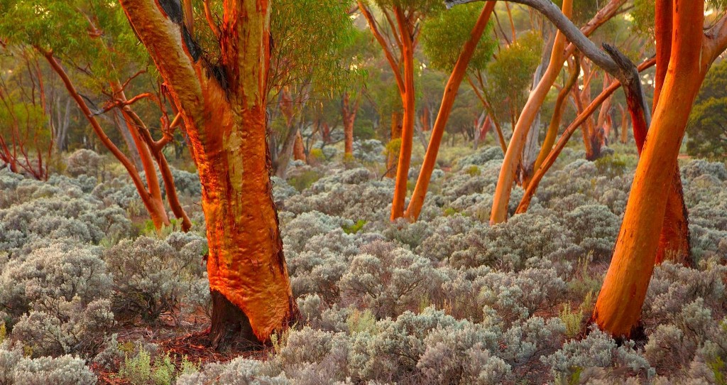 Gold growing on Eucalyptus Trees Gold growing on Eucalyptus Trees
