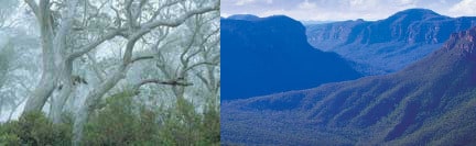 Blue Haze of the Eucalyptus Trees in the Blue Mountains Blue Haze of the Eucalyptus Trees in the Blue Mountains