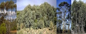 Mallee Tree, Mallee Shrub, Mallet Tree, and Marlock Tree Eucalyptus Tree Information