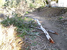 Due to a higher density and high resin content branches break and fall. Due to a higher density and high resin content branches break and fall.