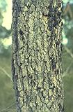 The Lemon Scented Eucalyptus Gum Tree The Lemon Scented Eucalyptus Gum Tree showing the bark of the tree