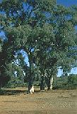 The River Red Gum Eucalyptus Tree Image of The River Red Gum Eucalyptus Tree growing on land blue skies in background