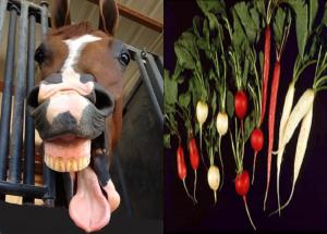 Sorry wrong Horseradish try the other horseradish image