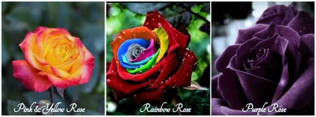 Image of three Exotic Roses of various types Image of three Exotic Roses of various types