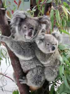 Koala with her young Joey in the Eucalyptus Tree Koala with her young Joey in the Eucalyptus Tree