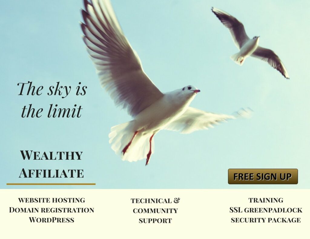 The sky is the limit showing seagulls flying high
